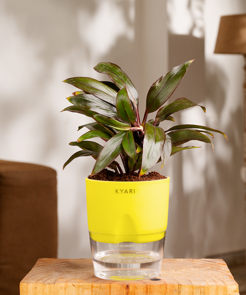 Dracaena Compacta Plant with self watering pot - Cred
