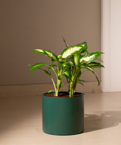 Dieffenbachia with Zen Metal Planter Bonanza