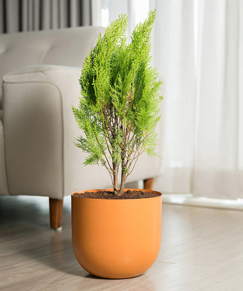 Thuja Plant with Extra Large Metal Self Watering Pot