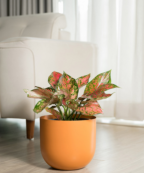 Aglaonema Valentine with Extra Large Metal Self Watering Pot