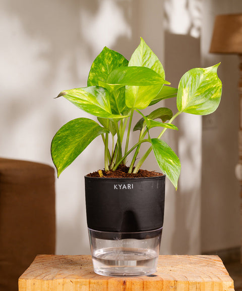 Money Variegated Plant With Self Watering Pot - CRED