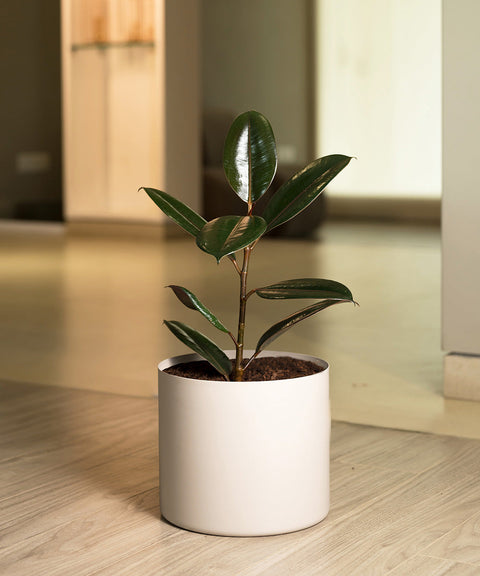 Black Rubber Plant with Self Watering Pot