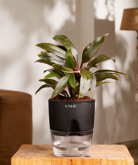 Dracaena Compacta Plant with self watering pot - Cred