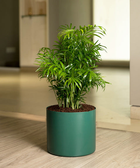 Chamaedorea Palm Plant With Large Metal Self Watering Pot