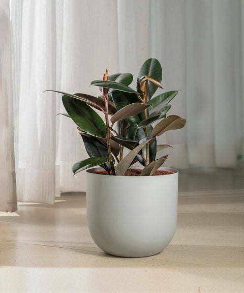 Black Rubber with Arbor Metal Planter