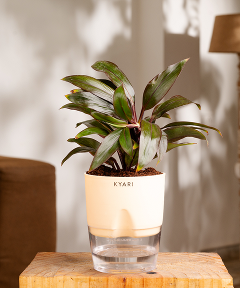 Dracaena Compacta Plant with self watering pot - Cred