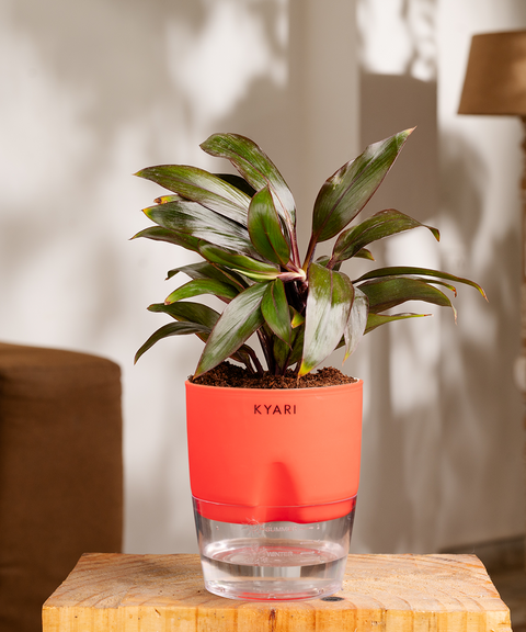 Dracaena Compacta Plant with self watering pot - Cred
