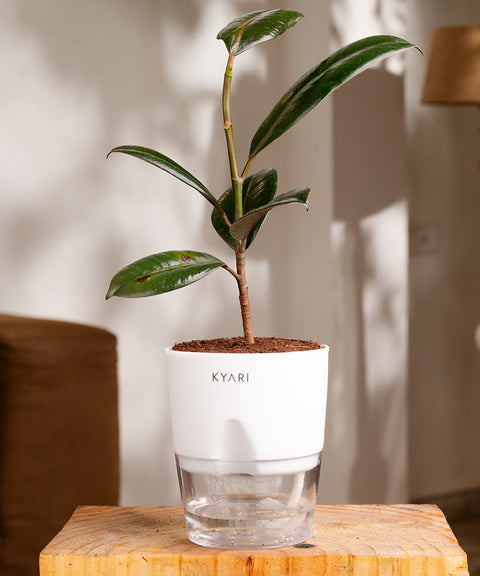 Black Rubber Plant with Self Watering Pot