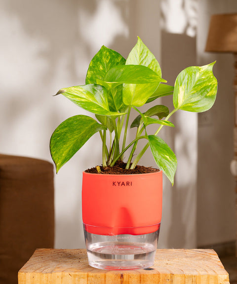Money Variegated Plant With Self Watering Pot - CRED