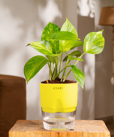 Money Variegated Plant With Self Watering Pot - CRED