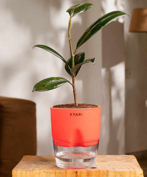 Black Rubber Plant with Self Watering Pot