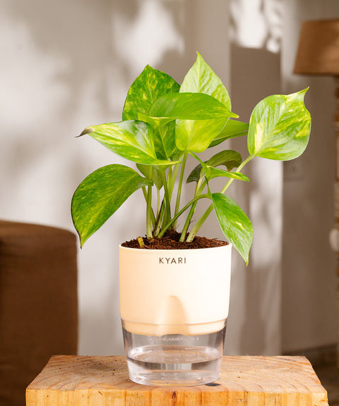 Money Variegated Plant With Self Watering Pot - CRED