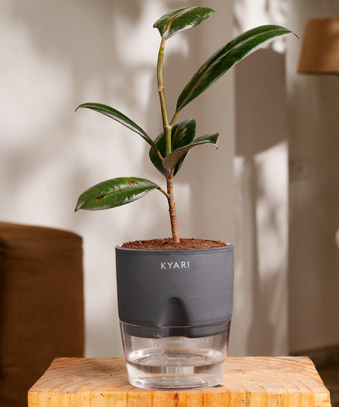 Black Rubber Plant with Self Watering Pot