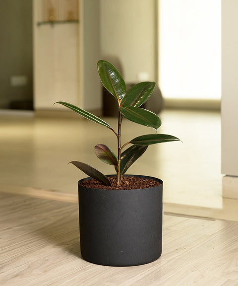 Black Rubber Plant with Self Watering Pot