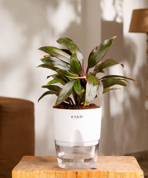 Dracaena Compacta Plant with self watering pot - Cred