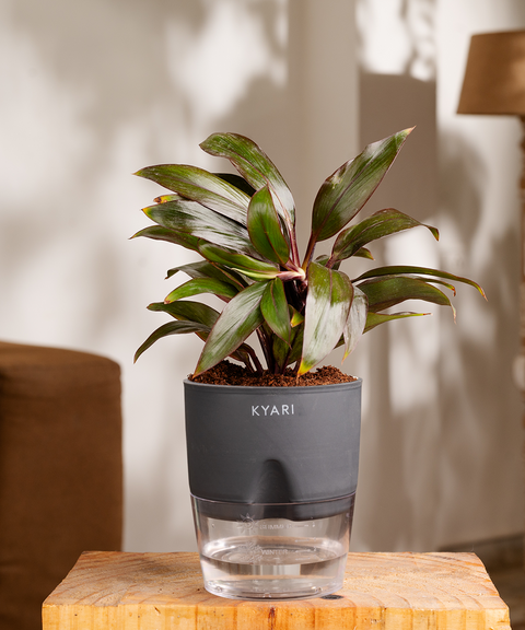 Dracaena Compacta Plant with self watering pot - Cred