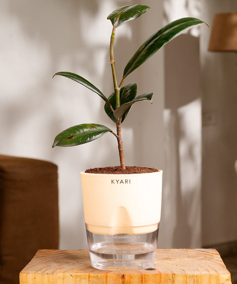 Black Rubber Plant with Self Watering Pot