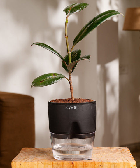 Black Rubber Plant with Self Watering Pot