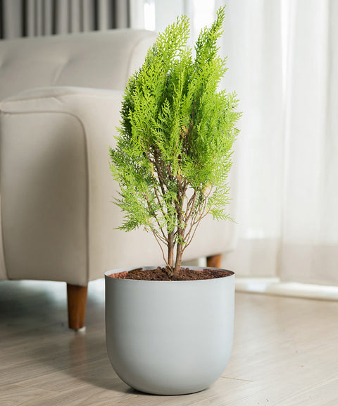 Thuja Plant with Extra Large Metal Self Watering Pot