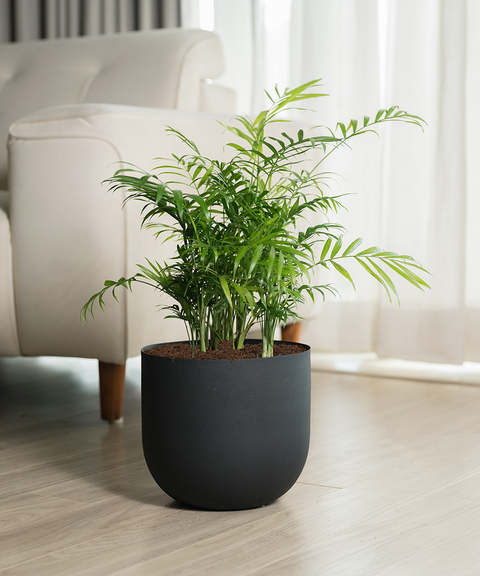 Chamaedorea Palm Plant With Extra Large Metal Self Watering Pot