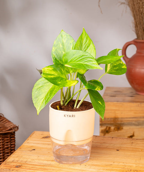 Money Variegated Plant With Self Watering Pot - CRED