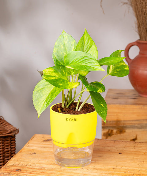 Money Variegated Plant With Self Watering Pot - CRED