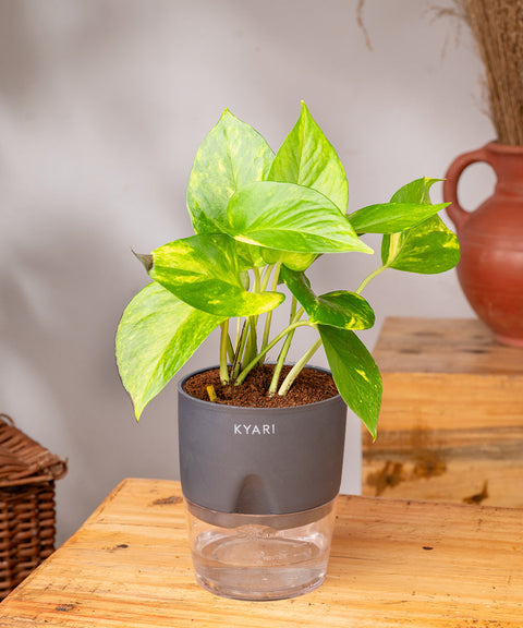 Money Variegated Plant With Self Watering Pot - CRED