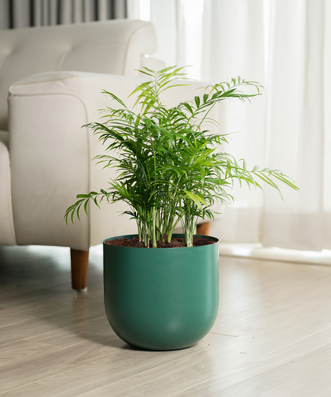 Chamaedorea Palm Plant With Extra Large Metal Self Watering Pot