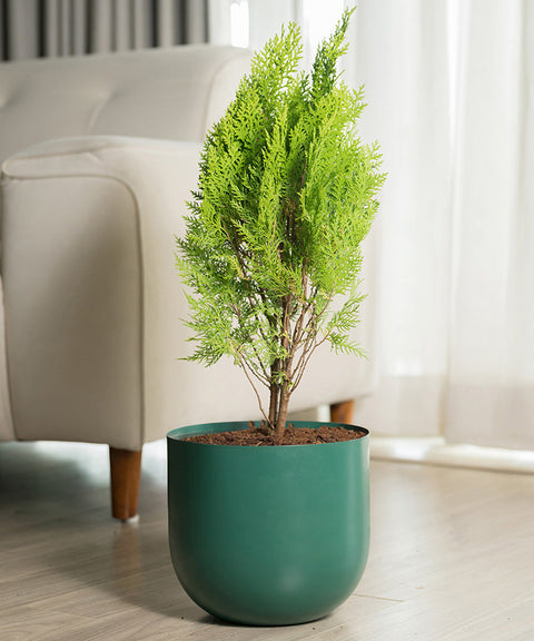 Thuja Plant with Extra Large Metal Self Watering Pot