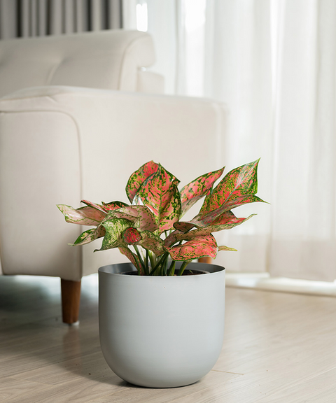 Aglaonema Valentine with Extra Large Metal Self Watering Pot