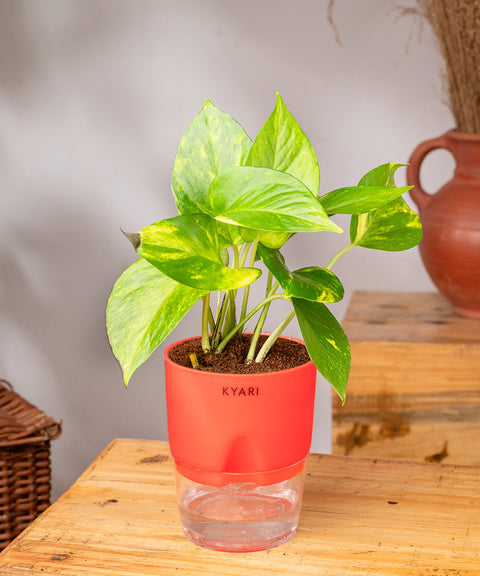 Money Variegated Plant With Self Watering Pot - CRED