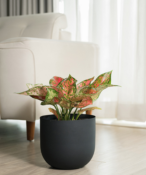 Aglaonema Valentine with Extra Large Metal Self Watering Pot