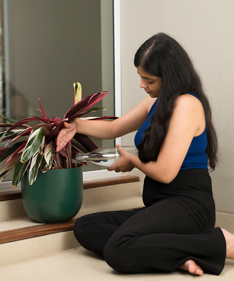 Calathea Triostar with Extra Large Metal Self Watering Pot