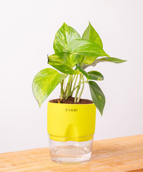 Money Variegated Plant With Self Watering Pot - CRED