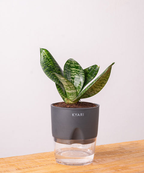KYARI Sansevieria Green Snake plant with self watering pot