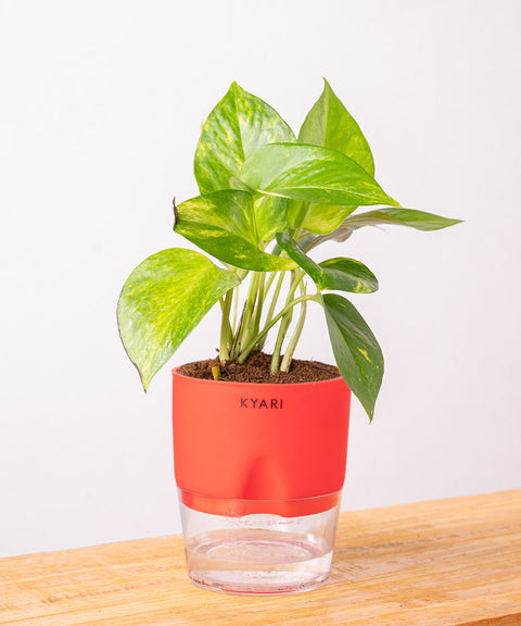 Money Variegated Plant With Self Watering Pot - CRED
