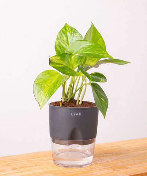 Money Variegated Plant With Self Watering Pot - CRED