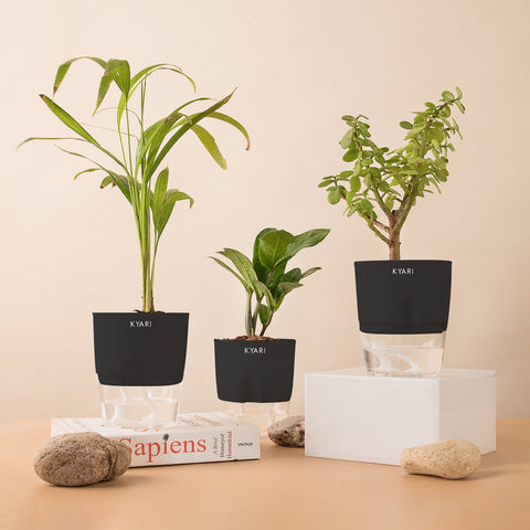 Set of 3 - ZZ - Zamia Green & Lucky Jade & Areca Palm Plant