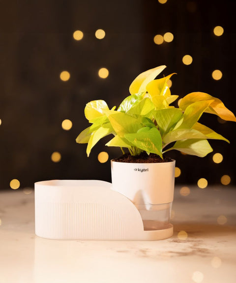 Celestial Glow Box