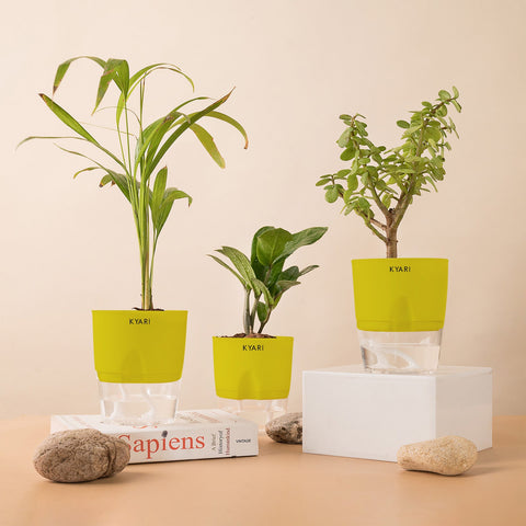 Set of 3 - ZZ - Zamia Green & Lucky Jade & Areca Palm Plant