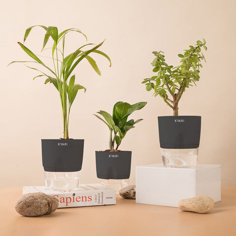 Set of 3 - ZZ - Zamia Green & Lucky Jade & Areca Palm Plant