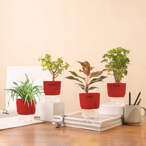 Set of 4 - Lucky Jade & Spider & Aralia Green & Aglaonema Lipstick Plant
