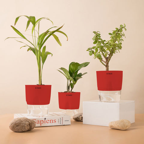 Set of 3 - ZZ - Zamia Green & Lucky Jade & Areca Palm Plant