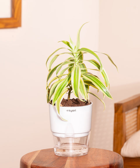 Song Of India Plant With Self Watering Pot - Cred