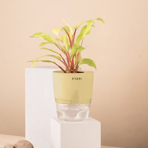 Philodendron Ceylon (Golden) Plant With Self Watering Pot