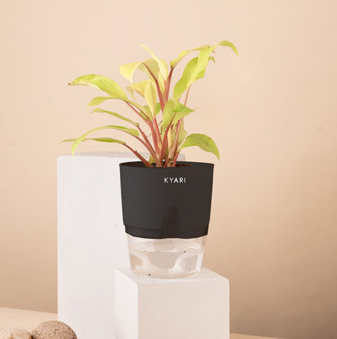 Philodendron Ceylon (Golden) Plant With Self Watering Pot Paytm Exclusive