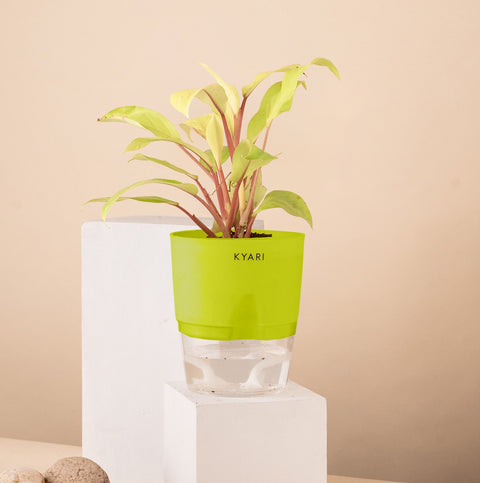 Philodendron Ceylon (Golden) Plant With Self Watering Pot