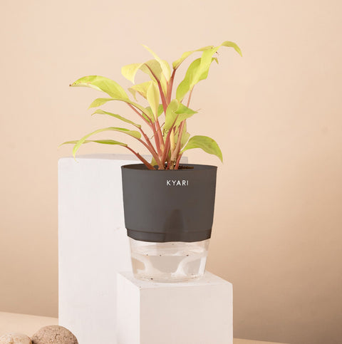 Philodendron Ceylon (Golden) Plant With Self Watering Pot Paytm Exclusive