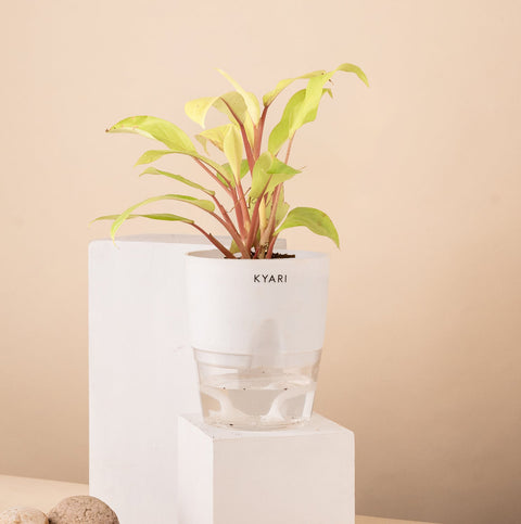 Philodendron Ceylon (Golden) Plant With Self Watering Pot