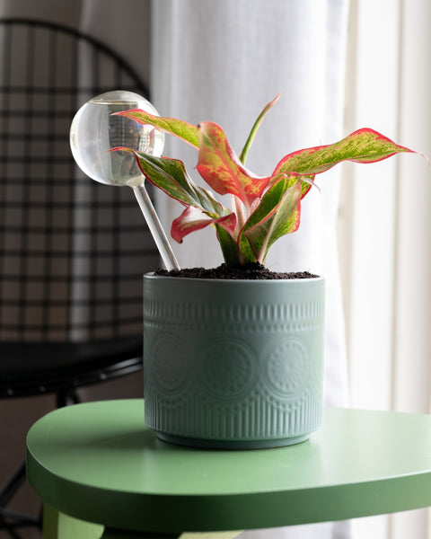 KYARI Plant Watering Globe - pack of 1
